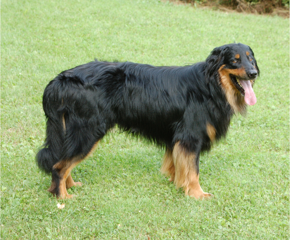 Fetzer
