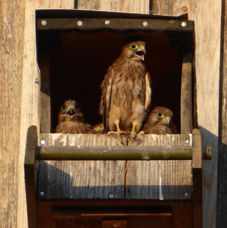 Falken im Nest