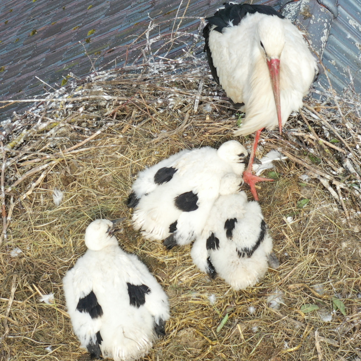 Störche