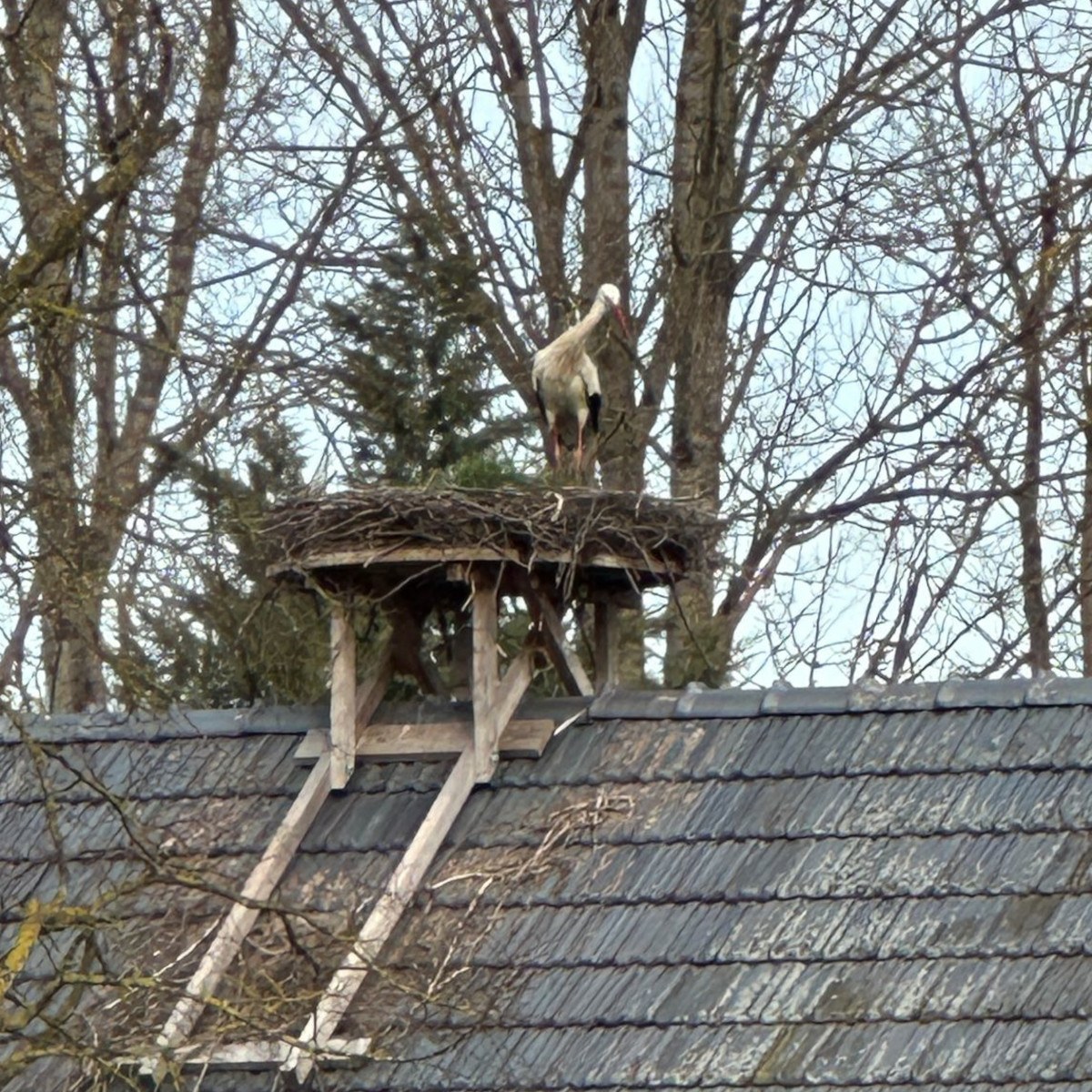Störche